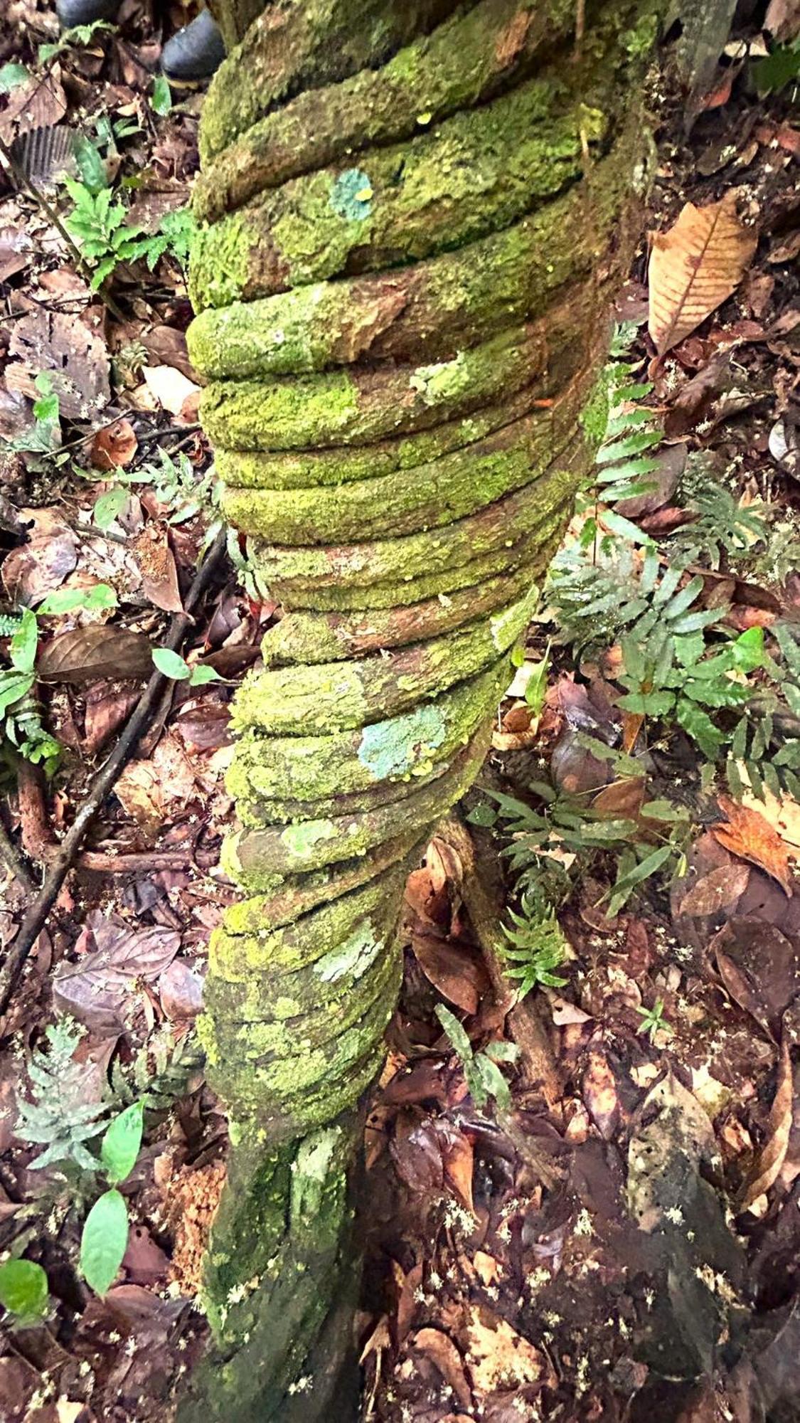 Gaia Amazon Eco Lodge Ahuano 外观 照片