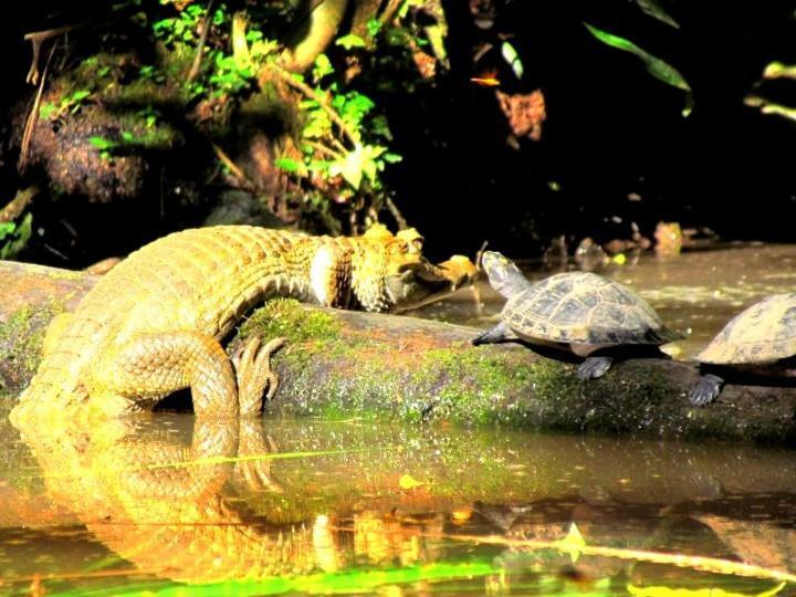 Gaia Amazon Eco Lodge Ahuano 外观 照片