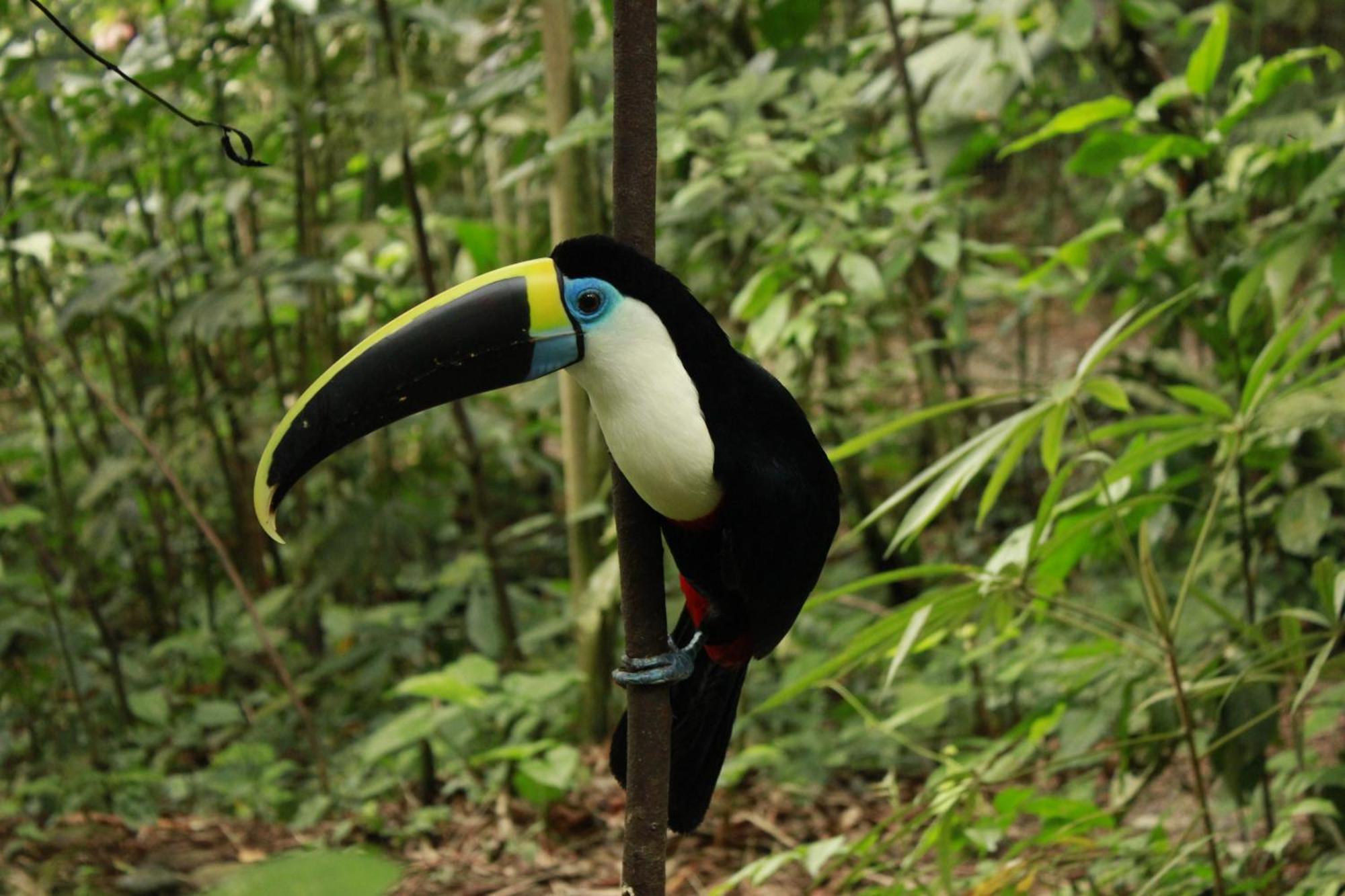 Gaia Amazon Eco Lodge Ahuano 外观 照片