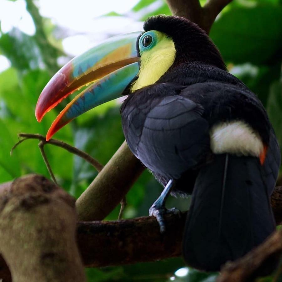 Gaia Amazon Eco Lodge Ahuano 外观 照片